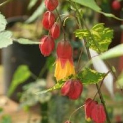 Abutilon grimpant panach�