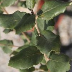Quercus suber