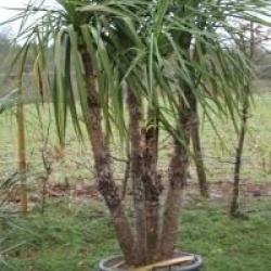 Cordyline australis 