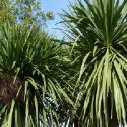 Cordyline australis 