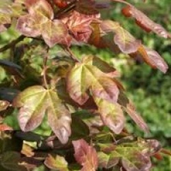 Acer campestre 'Red Shine'