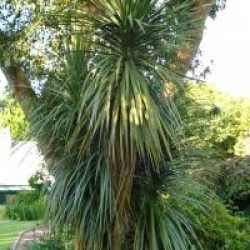 Cordyline australis 