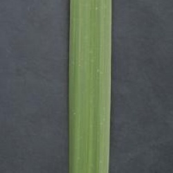 Cordyline australis 'Peko' 