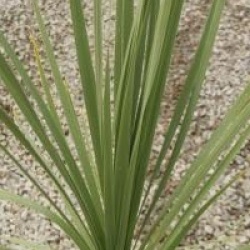 Cordyline australis 'Peko' 