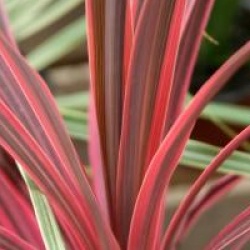 Cordyline 'Sunrise'