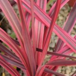 Cordyline 'Sunrise' - Cordyline Sunrise