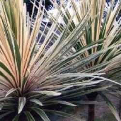 Cordyline australis 'Torbay Dazzler'