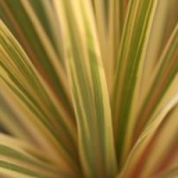 Cordyline australis 'Torbay Dazzler'