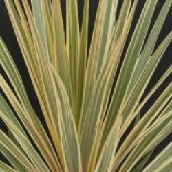 Cordyline australis 'Torbay Dazzler'