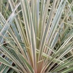 Cordyline australis 'Torbay Dazzler'