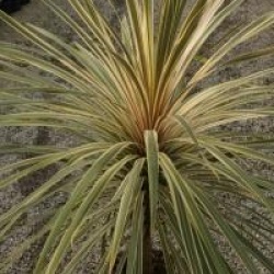 Cordyline Albertii