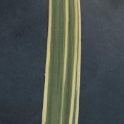 Cordyline australis 'Albertii'