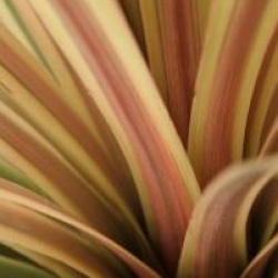 Cordyline australis 'Albertii'