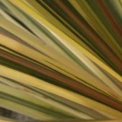 Cordyline australis 'Albertii'