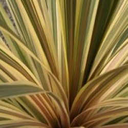 Cordyline australis 'Albertii'