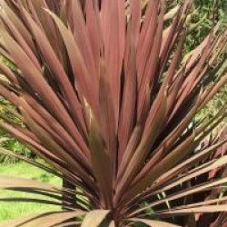 Cordyline 'Red Star'