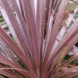 Cordyline 'Red Star' - Cordyline Red Star