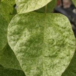 Catalpa Pulverulenta