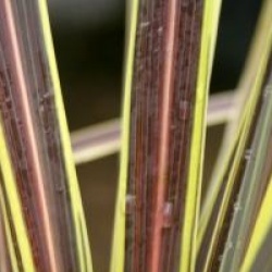 Cordyline Electric Flash