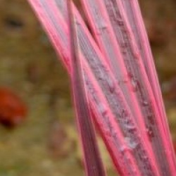Cordyline x banksii 'Electric Pink' 