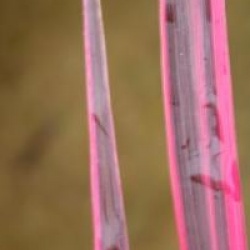 Cordyline x banksii 'Electric Pink' 