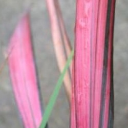 Cordyline Coral
