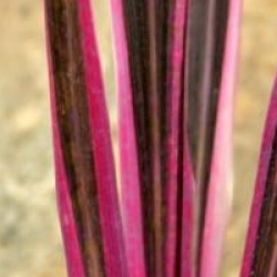 Cordyline australis 'Pink Passion' - Cordyline Pink Passion