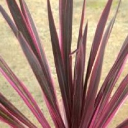 Cordyline australis 'Pink Passion'