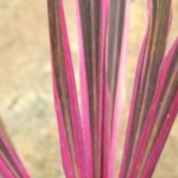 Cordyline australis 'Pink Passion'