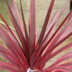 Cordyline australis 'Cherry Sensation'  - Cordyline Cherry Sensation