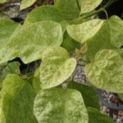 Catalpa speciosa 'Pulverulenta'