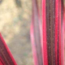 Cordyline australis 'Cherry Sensation' 