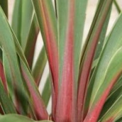 Cordyline australis 'Sundance' - Cordyline Sundance