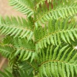 Cyathea Australis  - Cyathea Australis