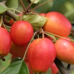 Malus 'John Downie'