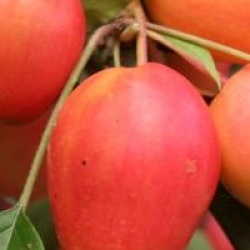 Malus 'John Downie'