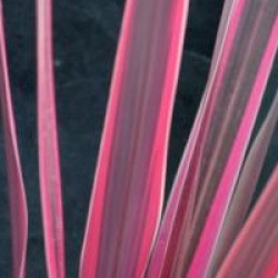 Cordyline australis 'Pink Passion'