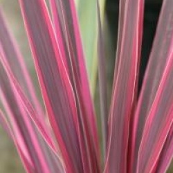Cordyline australis 'Pink Passion'