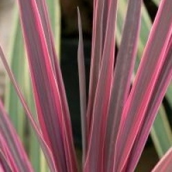 Cordyline australis 'Pink Passion'