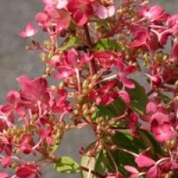 Hydrangea paniculata Diamant Rouge � 'Rendia' cov