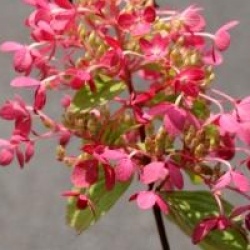 Hydrangea paniculata Diamant Rouge � 'Rendia' cov