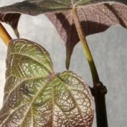 Catalpa � feuilles pourpres