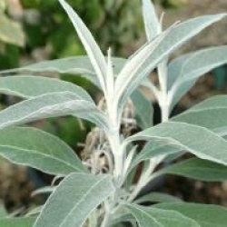 Buddleja longiflora
