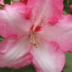 Rhododendron 'Lem's Monarch' - Rhododendron Lem's Monarch