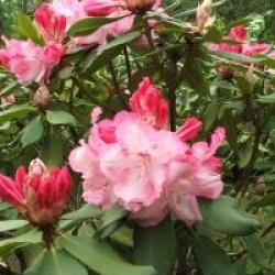 Rhododendron 'Lem's Monarch'