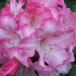 Rhododendron 'Lem's Monarch'
