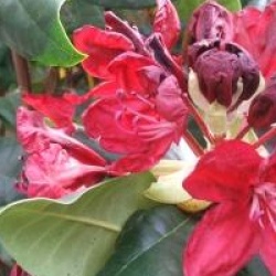 Rhododendron Moser's Maroon