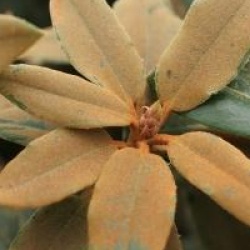 Rhododendron pachysanthum - Rhododendron pachysanthum