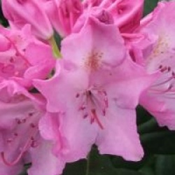 Rhododendron 'Roseum Elegans' - Rhododendron Roseum Elegans