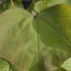 Catalpa x erubescens 'Purpurea'